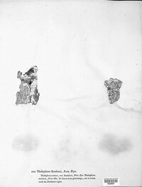 Lyomyces sambuci image
